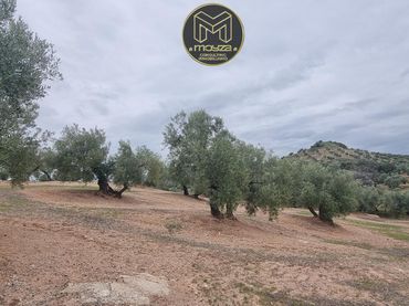 Terrenos y solares en venta en Torredonjimeno