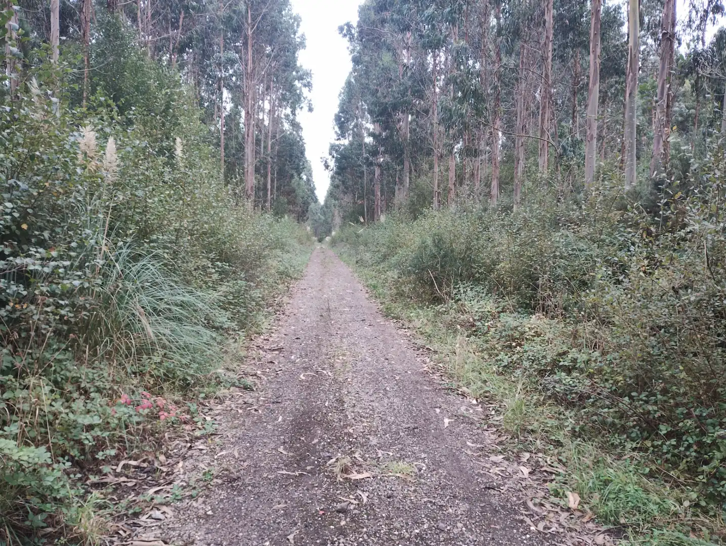 Terreny rústic en venda a Valdoviño, imagen 9