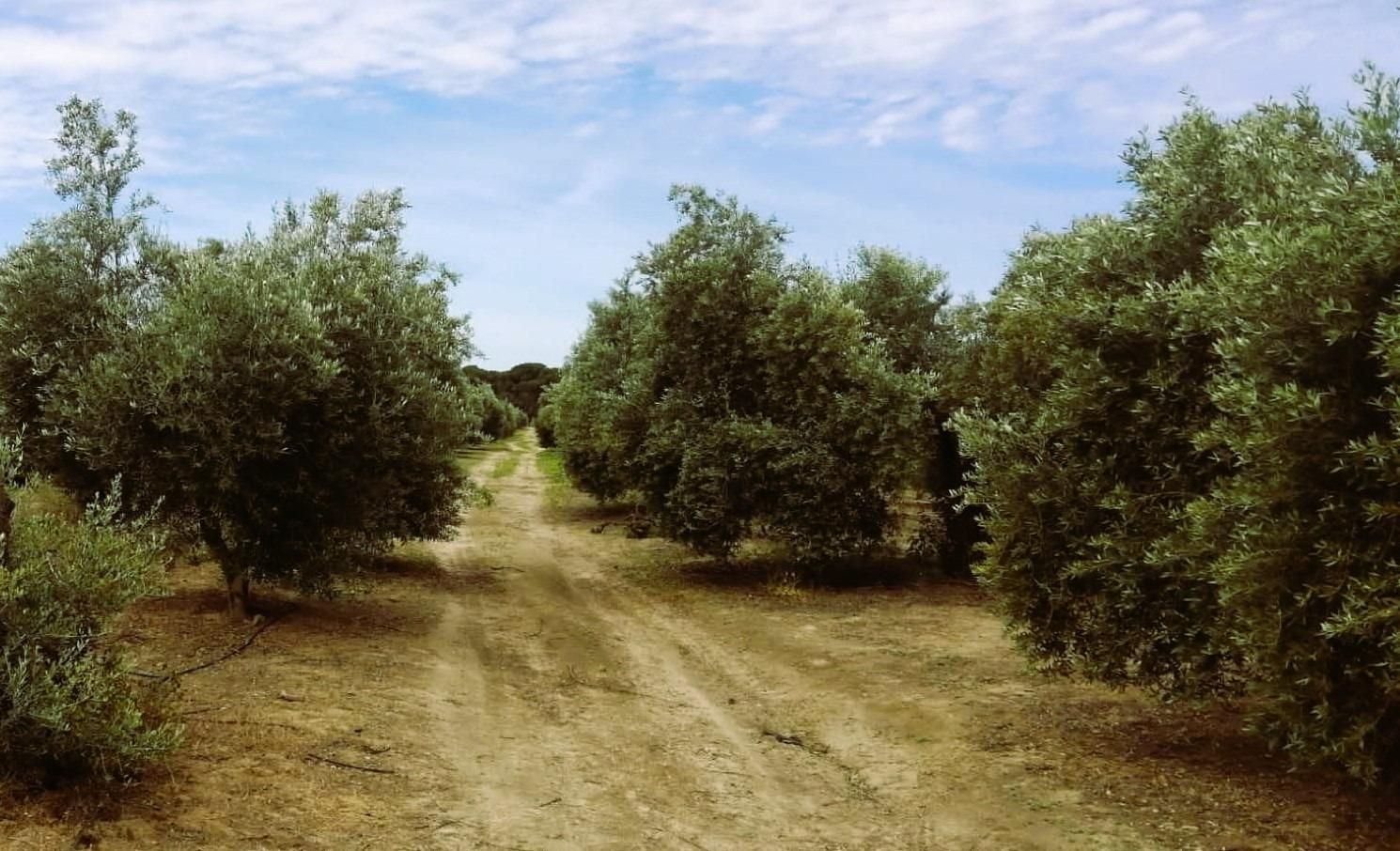 Land for sale in  Polígono 11 Parcela 69 EL LLANO. VILLAMANRIQUE DE, Villamanrique de la Condesa