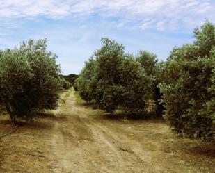 Land for sale in  Polígono 11 Parcela 69 EL LLANO. VILLAMANRIQUE DE, Villamanrique de la Condesa