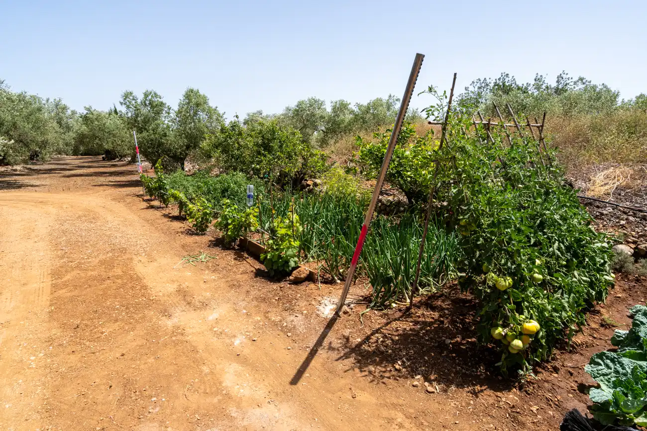 Terreny rústic en venda a Camí Miliana 1, imagen 25