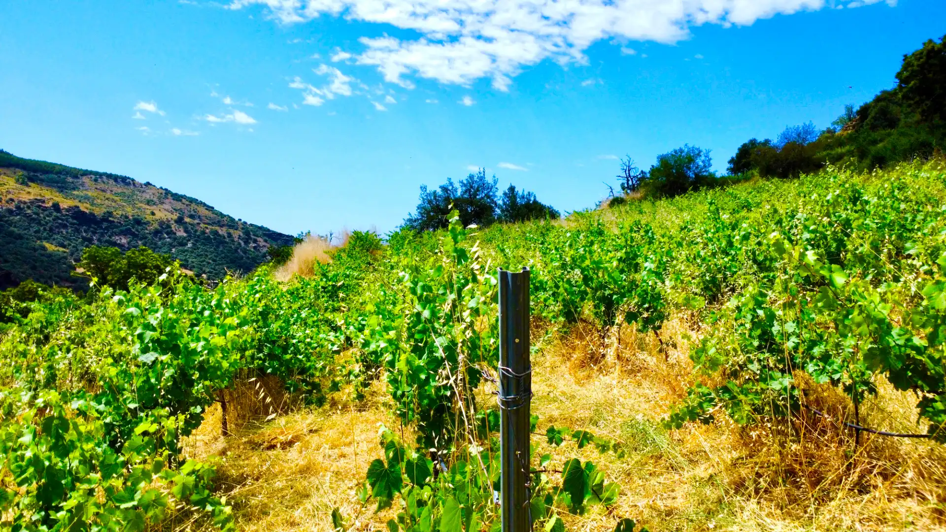 Terreni e lotti in vendita a Alpujarra de la Sierra, imagen 4