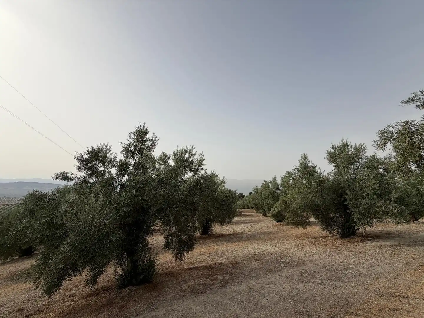 Rural land for sale in Iznalloz, imagen 2