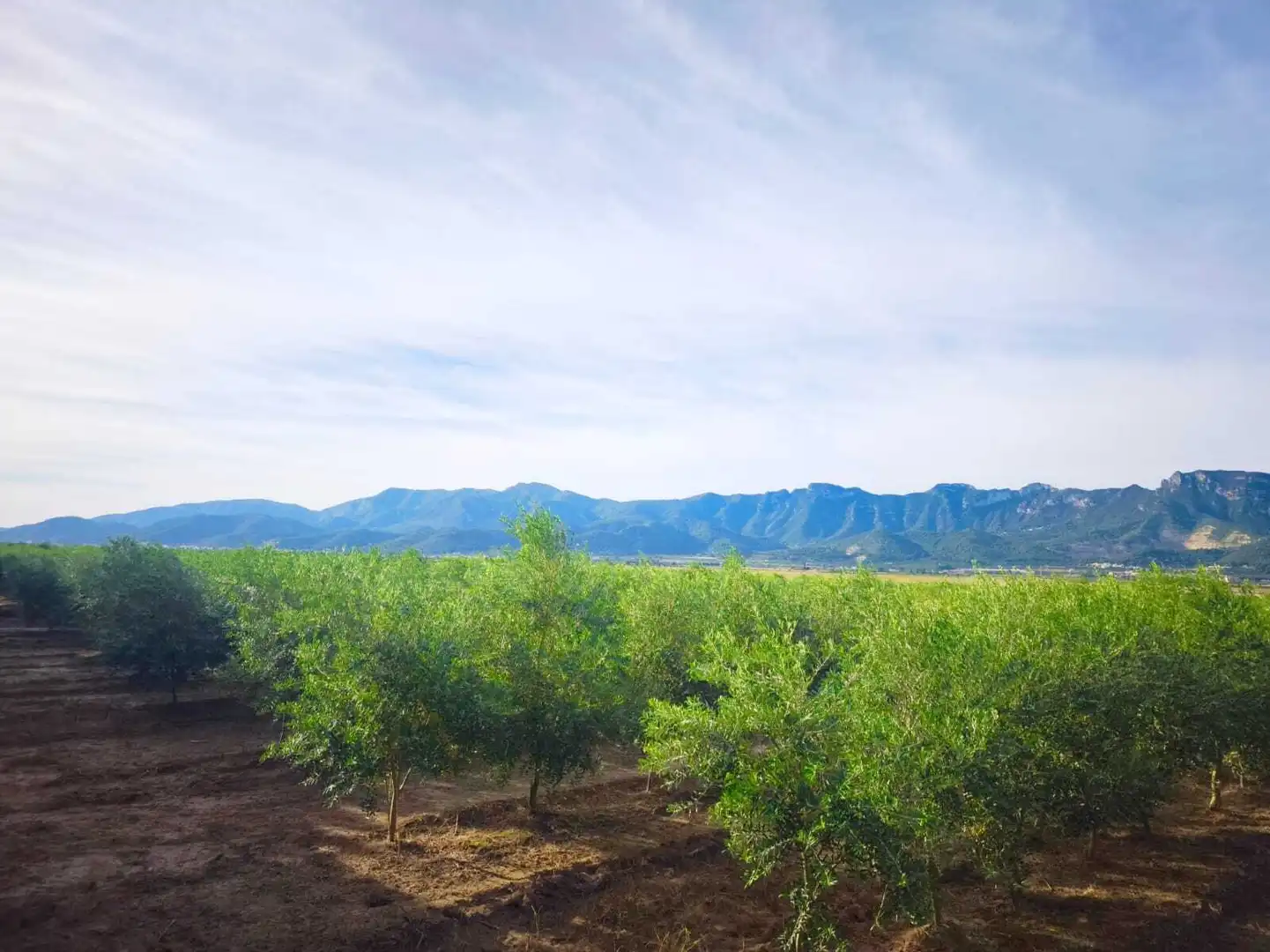 Lands and plots for sale in Fortaleny, imagen 2