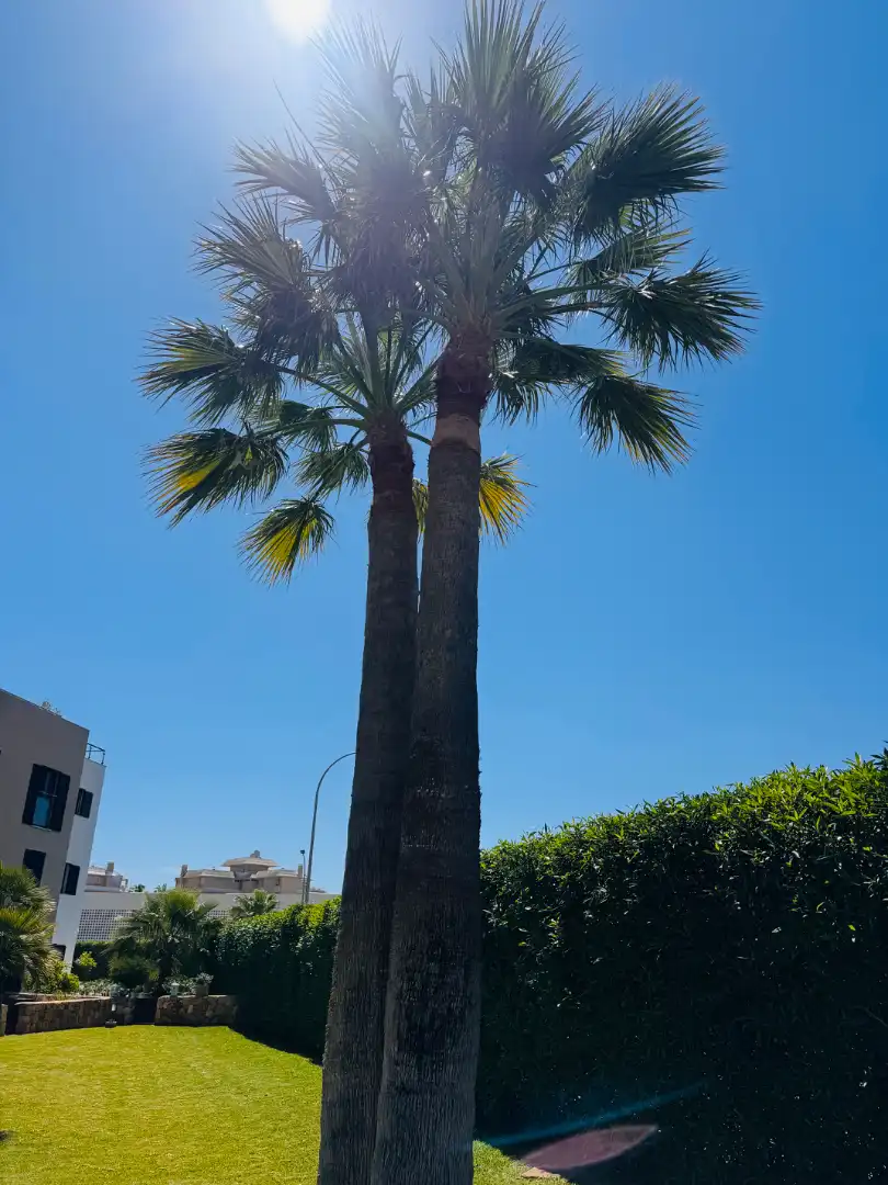Vista exterior de Planta baja en venta en Sant Llorenç des Cardassar con Aire acondicionado, Jardín privado y Amueblado