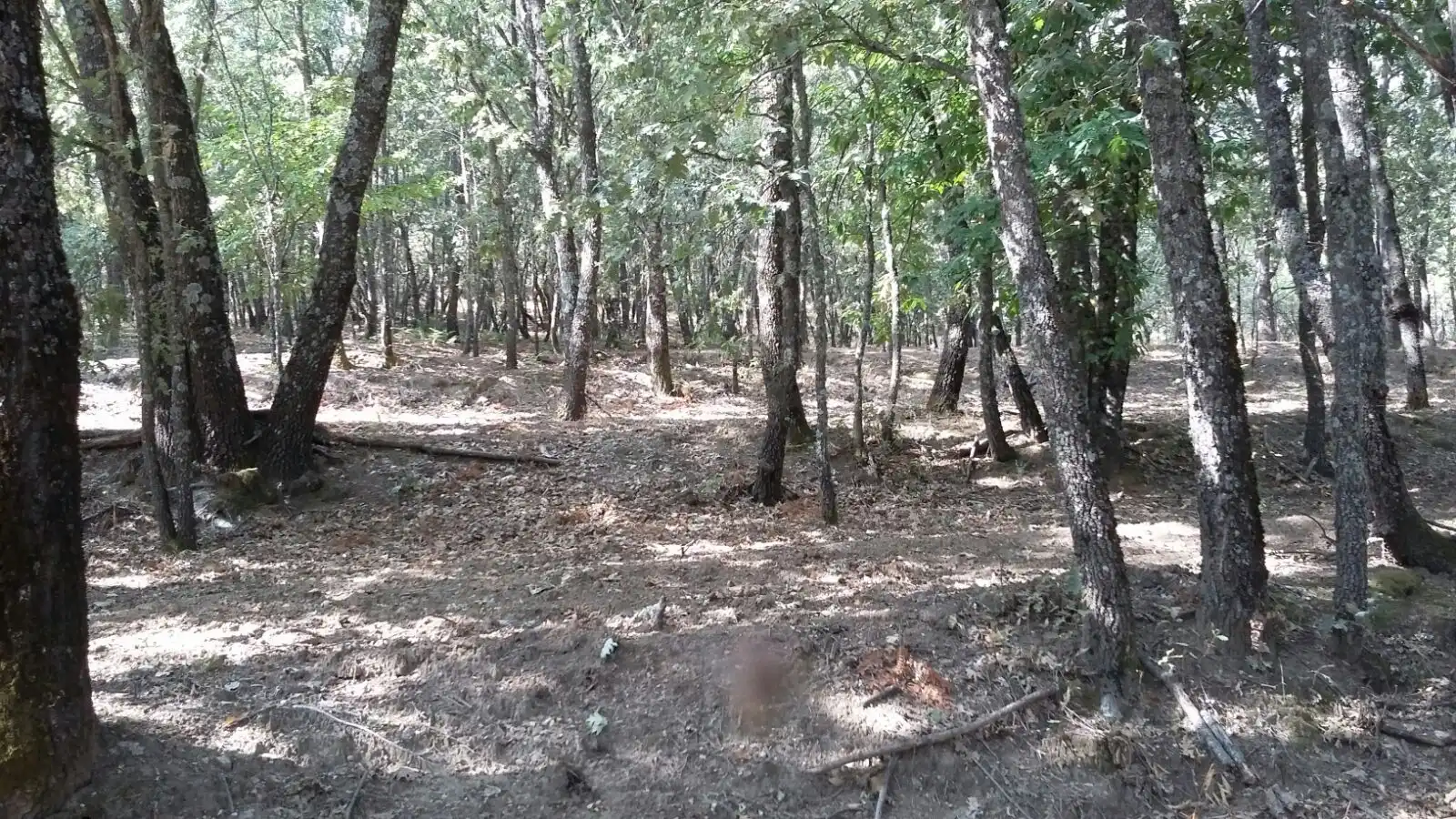 Terreni e lotti in vendita a Jarandilla de la Vera, imagen 5