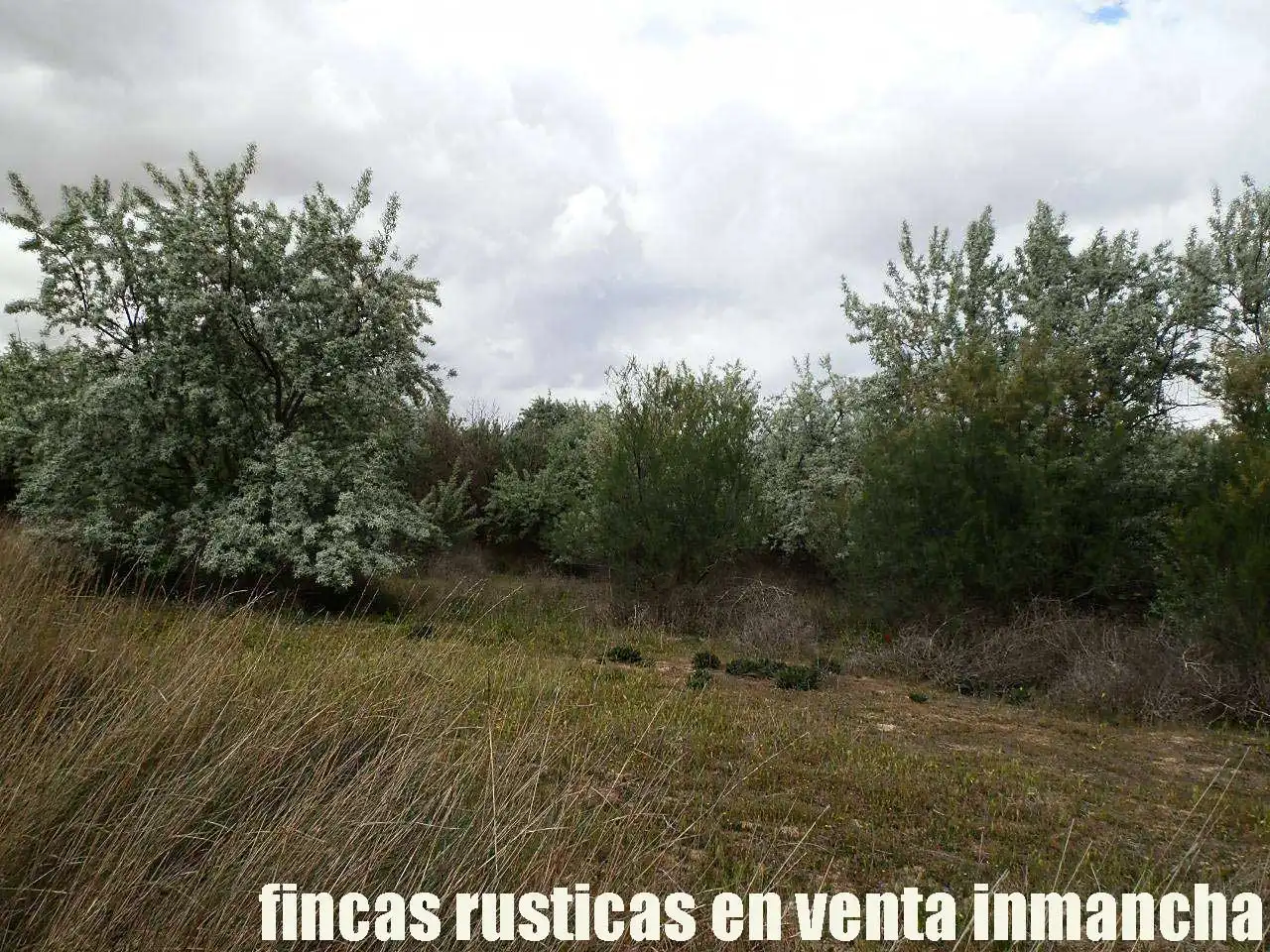 Terreny rústic en venda a Alcázar de San Juan, imagen 12