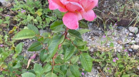 Foto 3 de Casa o xalet en venda a Villanueva Golf, Puerto Real