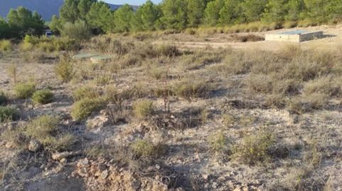 Terreno en Cieza Murcia, immagine 3