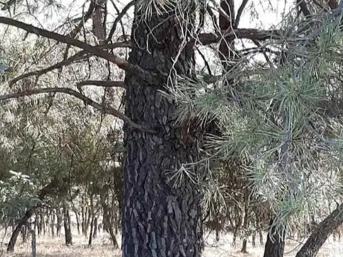 Terreno en venta en Santa Cruz de Paniagua