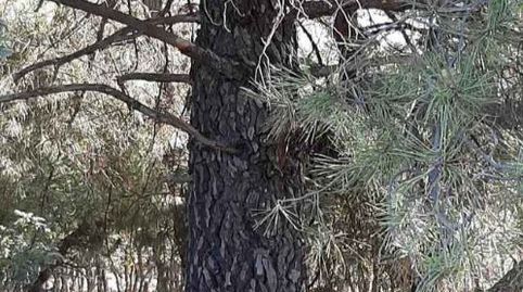 Foto 3 de Terreno en venta en Calle Dios Padre, 17, Santa Cruz de Paniagua, Cáceres