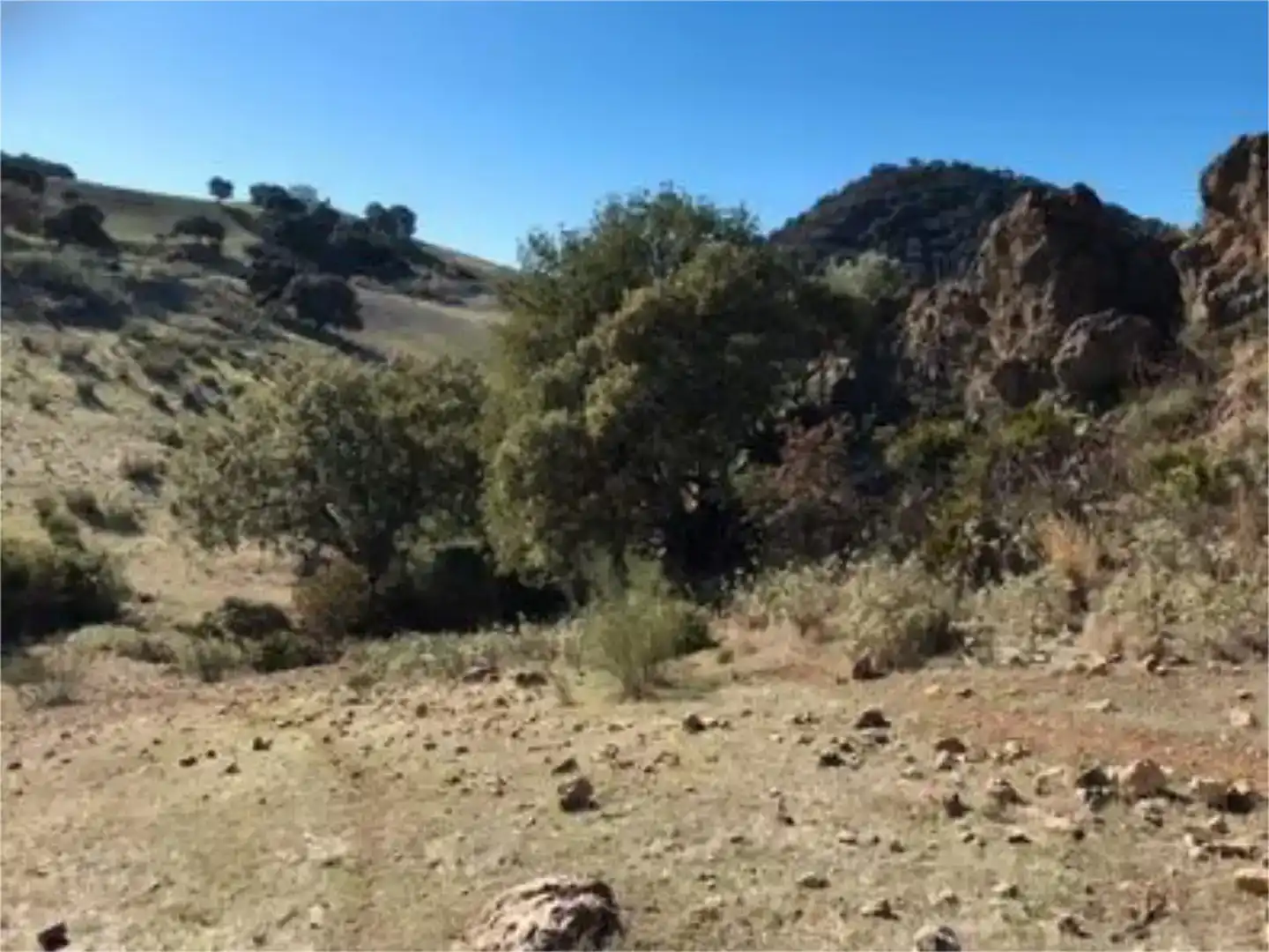 Finca rústica en venda en Algodonales