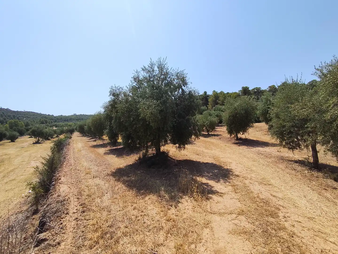 Terreno en venta en Cervià de Les Garrigues