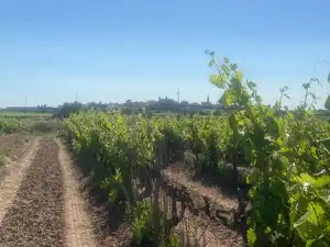 Vista exterior de Terreno en venta en L'Arboç