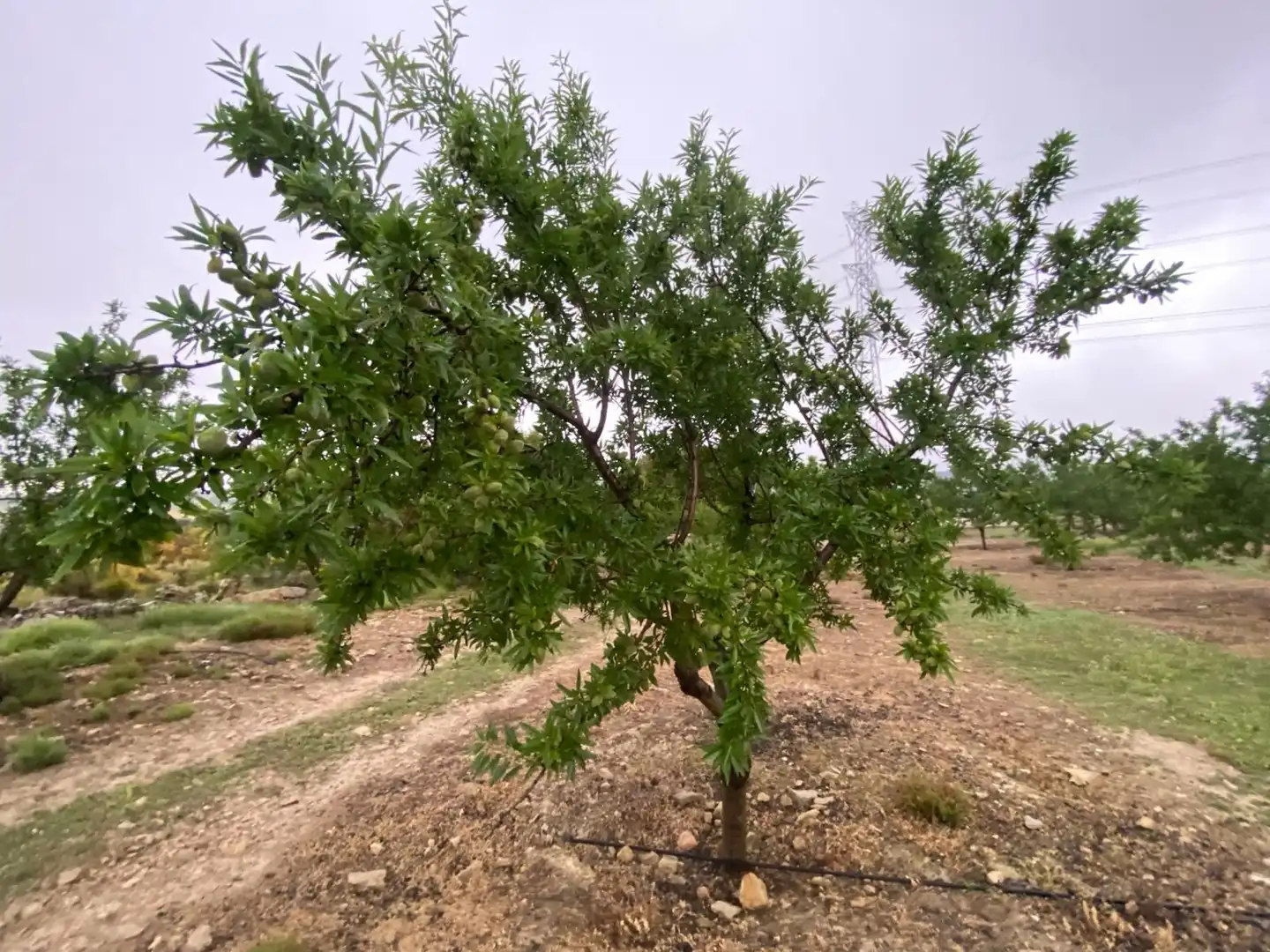 Terreni e lotti in vendita a Guadahortuna, imagen 22