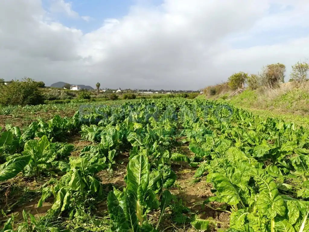 Terreni e lotti in vendita a Carretera de Mirabuen, imagen 16