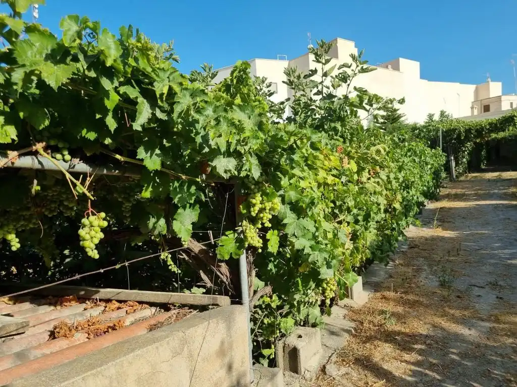 Jardín de Casa o chalet en venta en Alhama de Almería con Jardín privado, Terraza y Piscina