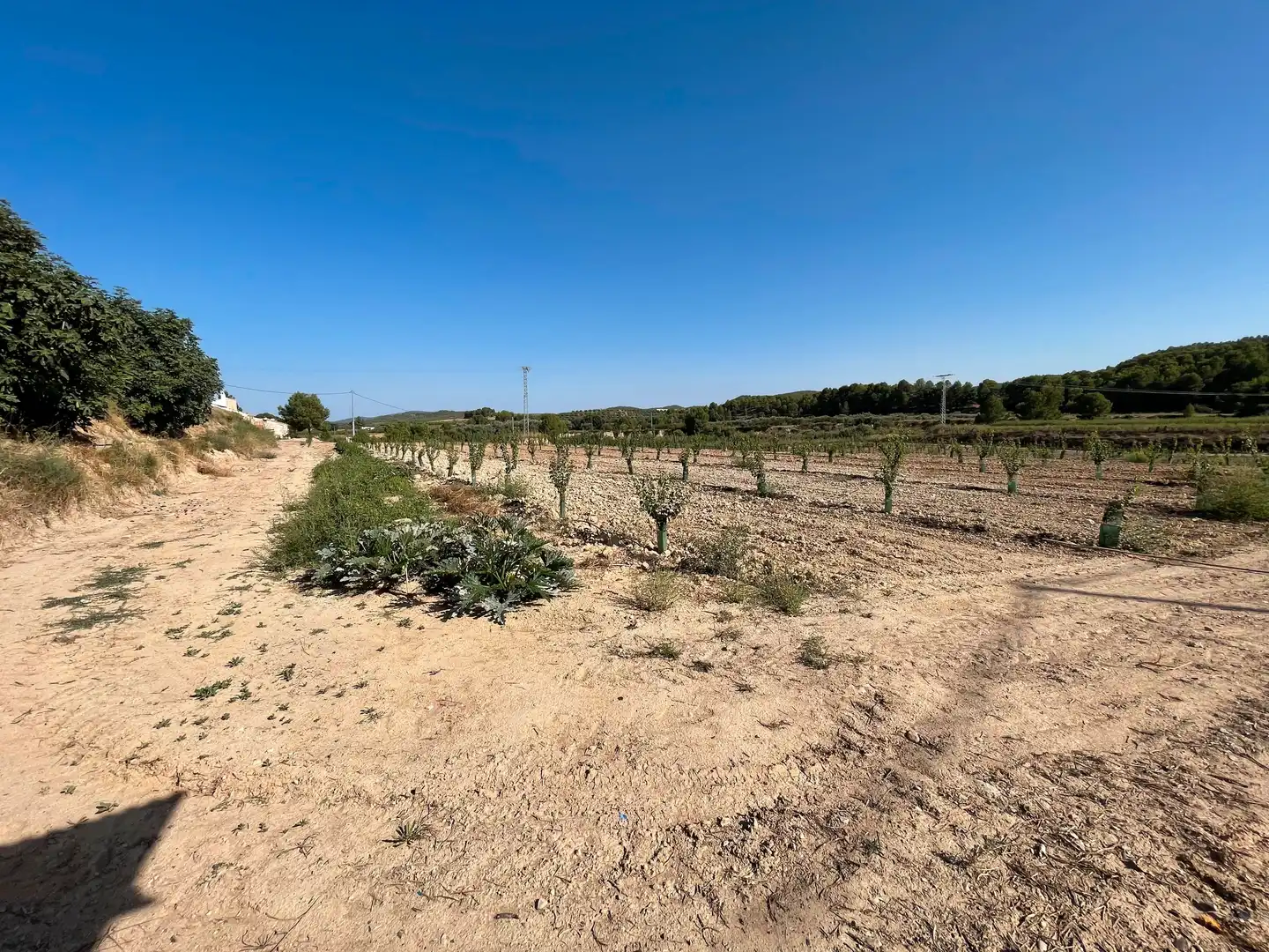 Terreno rustico in vendita a Cehegín, imagen 9