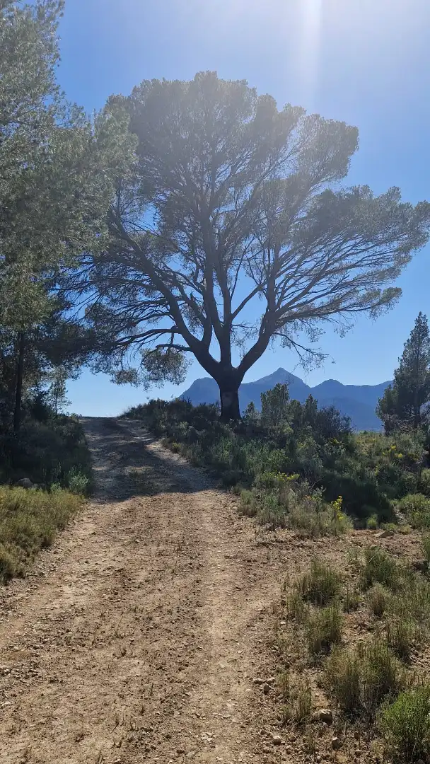 Terreno rustico in vendita a Lugar Castillo, imagen 3