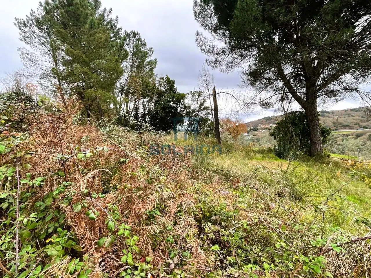 Terreni e lotti in vendita a O Pereiro de Aguiar, imagen 9