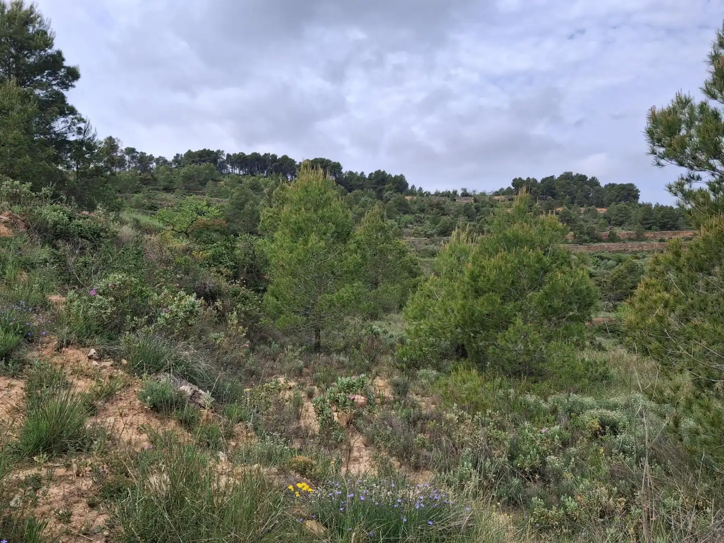 Rural land for sale in Gandesa, imagen 17