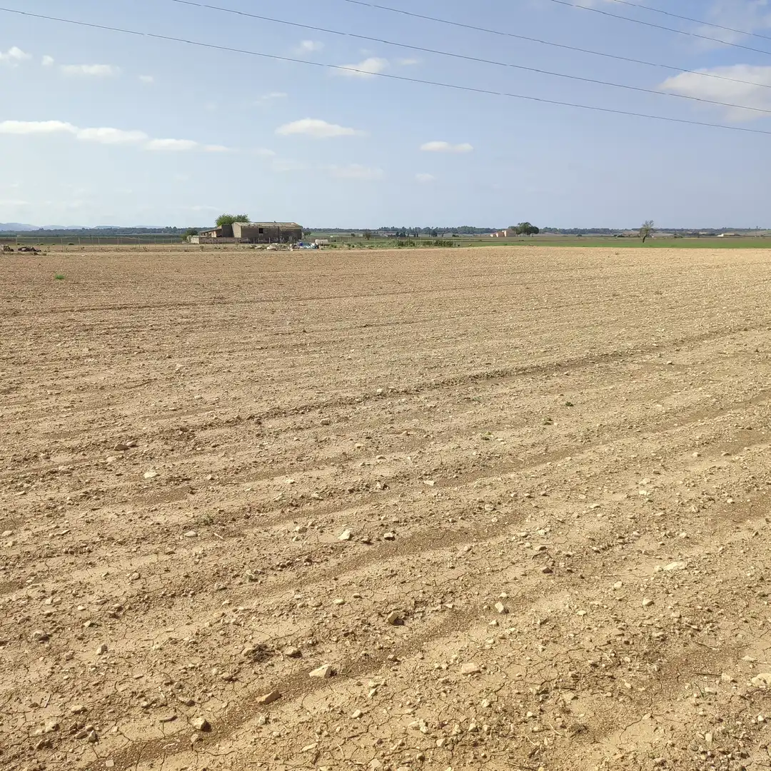 Rural land for sale in Vilafranca de Bonany, imagen 11