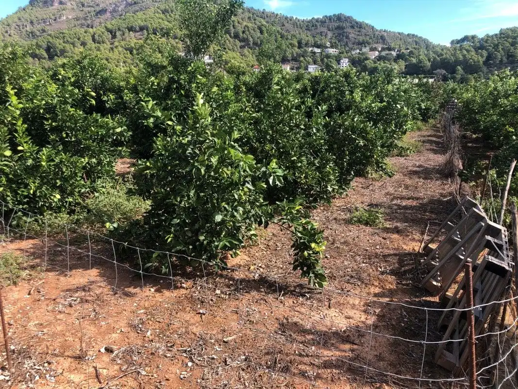 Terreny rústic en venda a Palma de Gandia, imagen 27