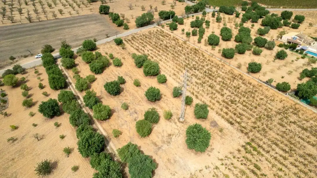 Land for sale in Consell