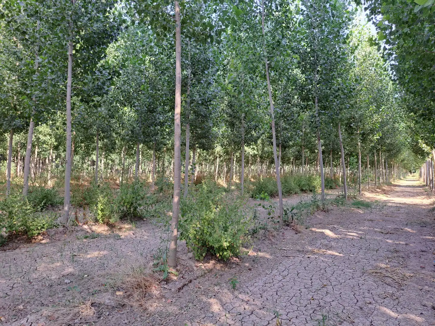 Land for sale in Fuente Vaqueros