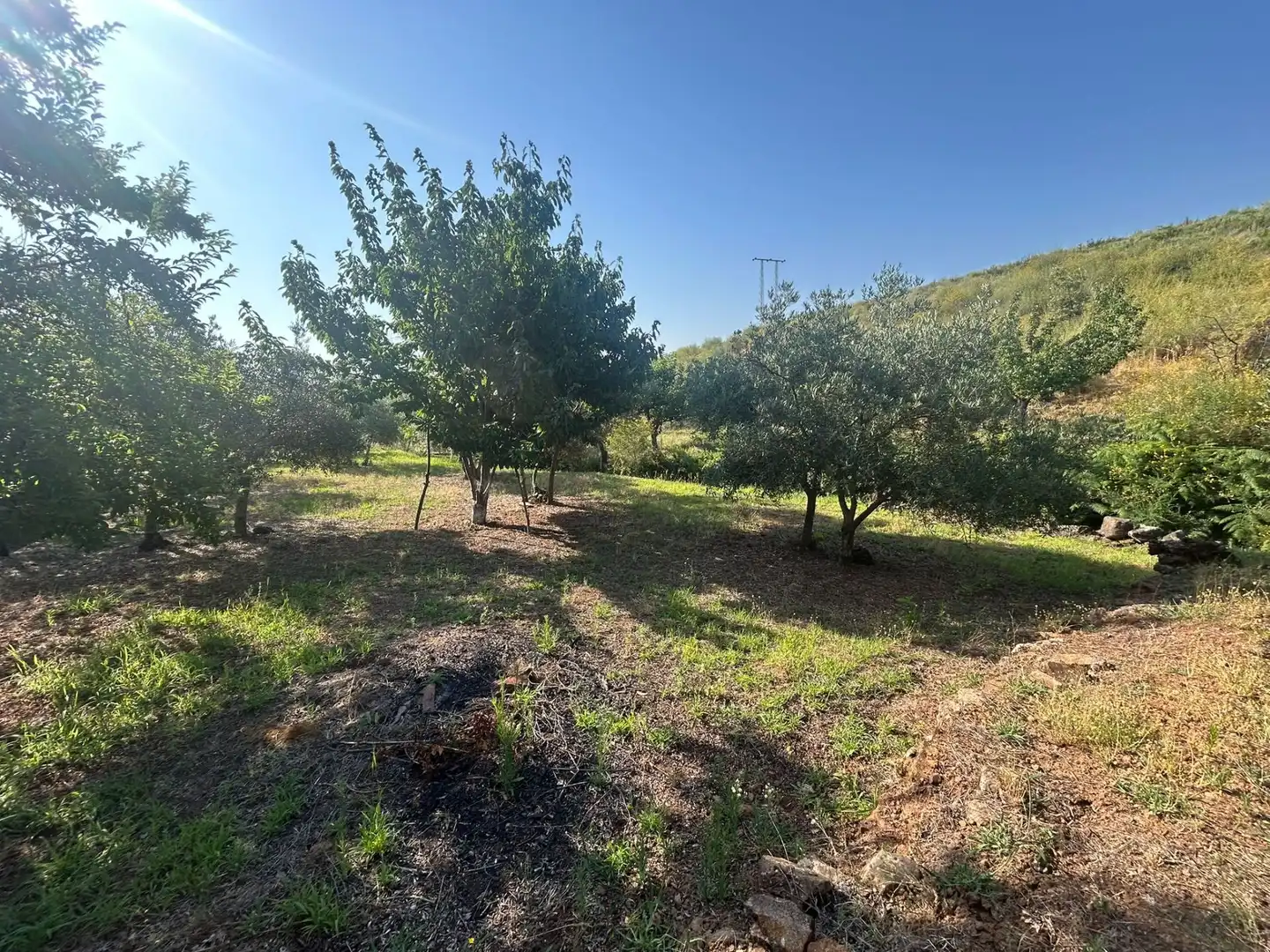 Rural land for sale in Torre de Don Miguel, imagen 8