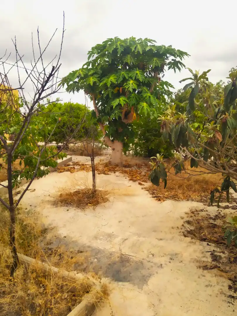 Casa o xalet en venda en Murcia amb Jardí privat