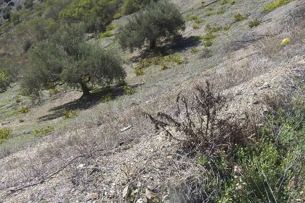 Terreno rustico in vendita a Árchez, imagen 5