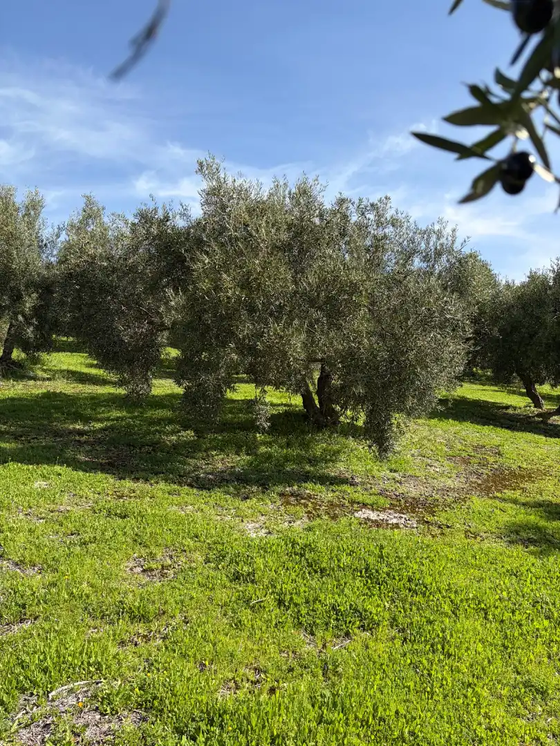 Rural land for sale in Poleares
