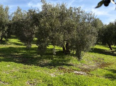 Rustikales Grundstück zum Verkauf in Poleares