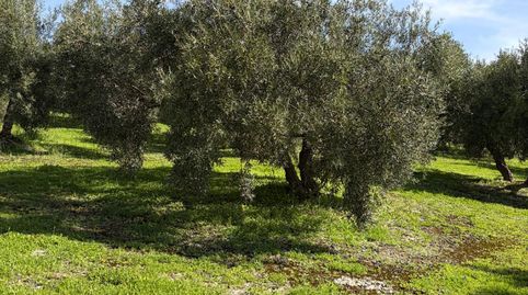 FINCA OLIVAR CON NAVE Y SUBVENCIÓN