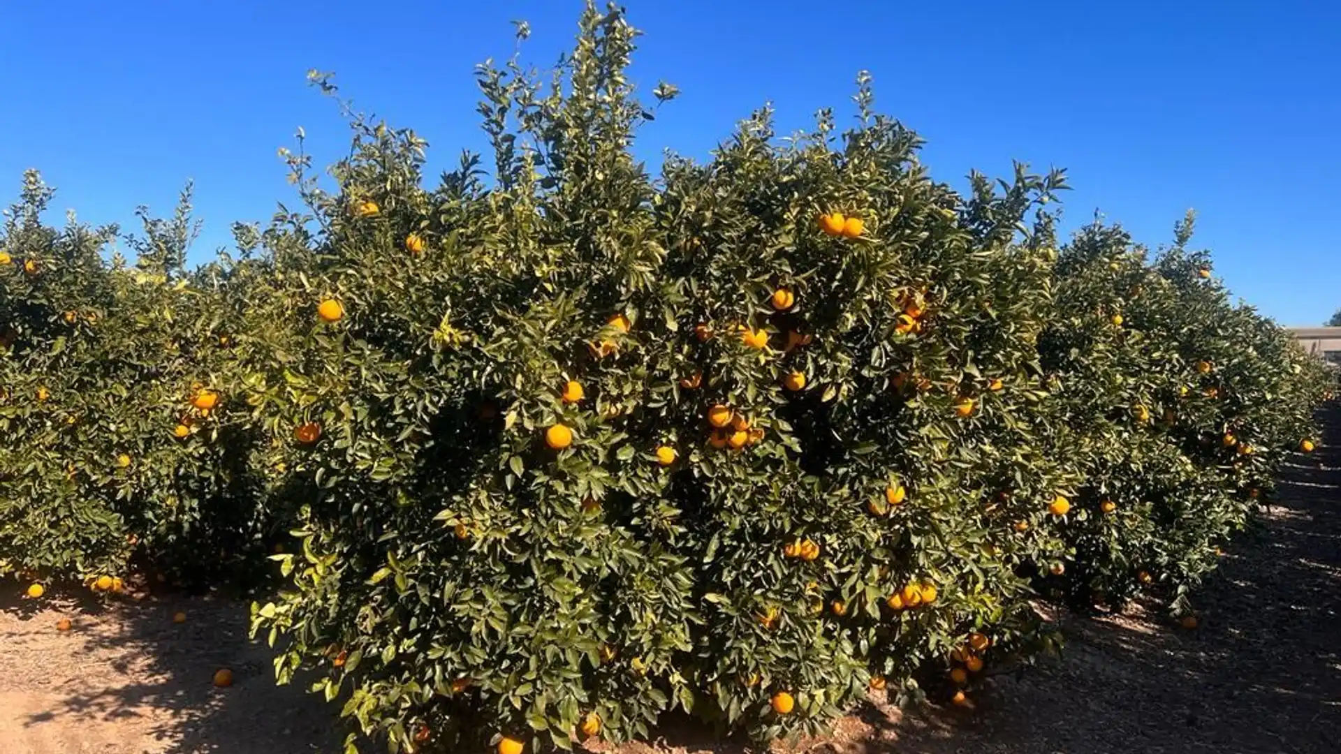 Exterior view of Country homes for sale in Llíria