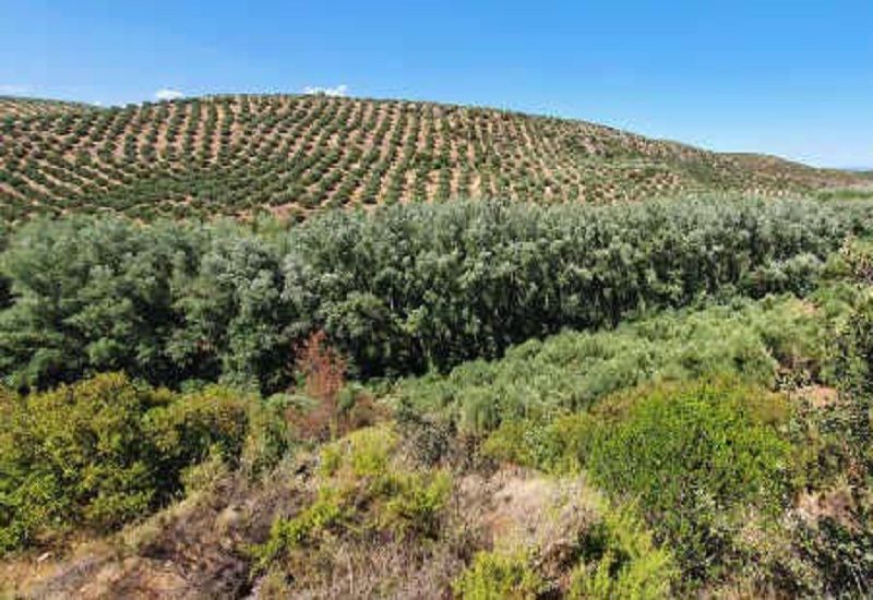 Exterior view of Land for sale in Sabiote