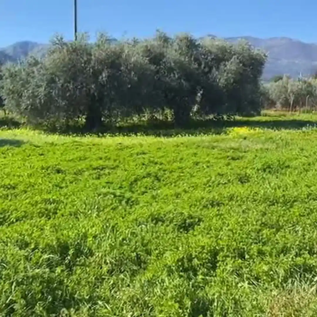 Terreno rustico in vendita a Alquería - Torrealquería, imagen 5