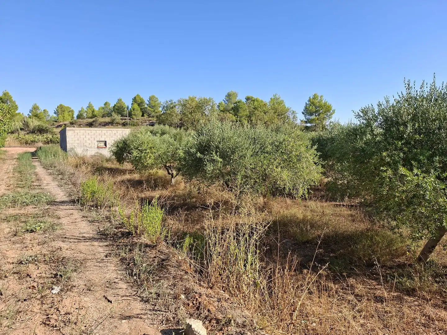 Terreno rustico in vendita a Diseminado Diseminats 6, imagen 11