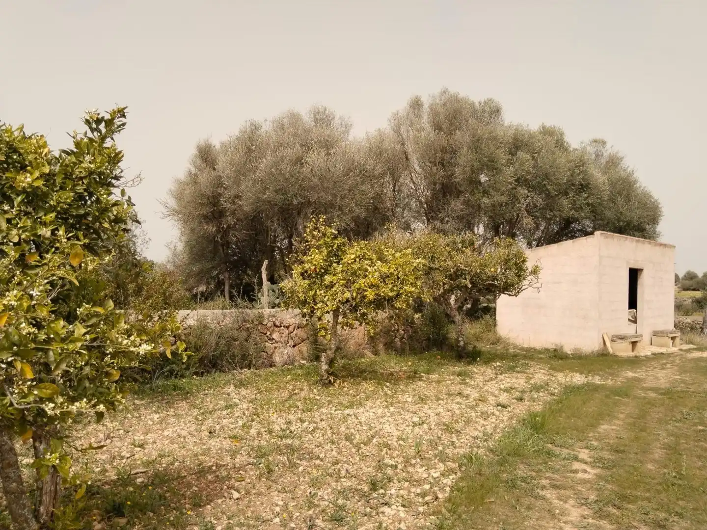 Villa mit Garten zum Verkauf in Felanitx Poble, imagen 19