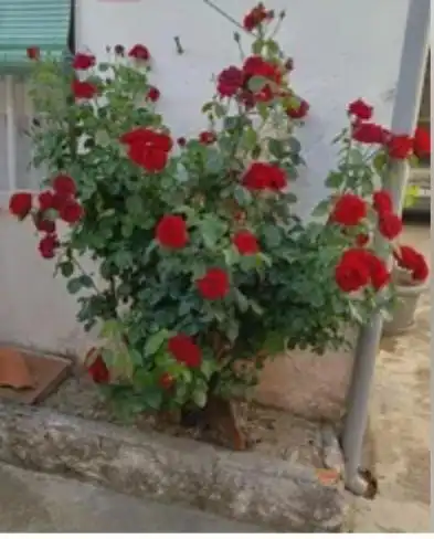 Casa rústica en venta en Sepúlveda, imagen 18