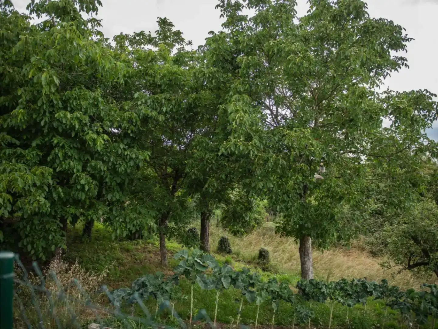 Jardí de Casa o xalet en venda en Taboada amb Jardí privat, Parquet i Traster