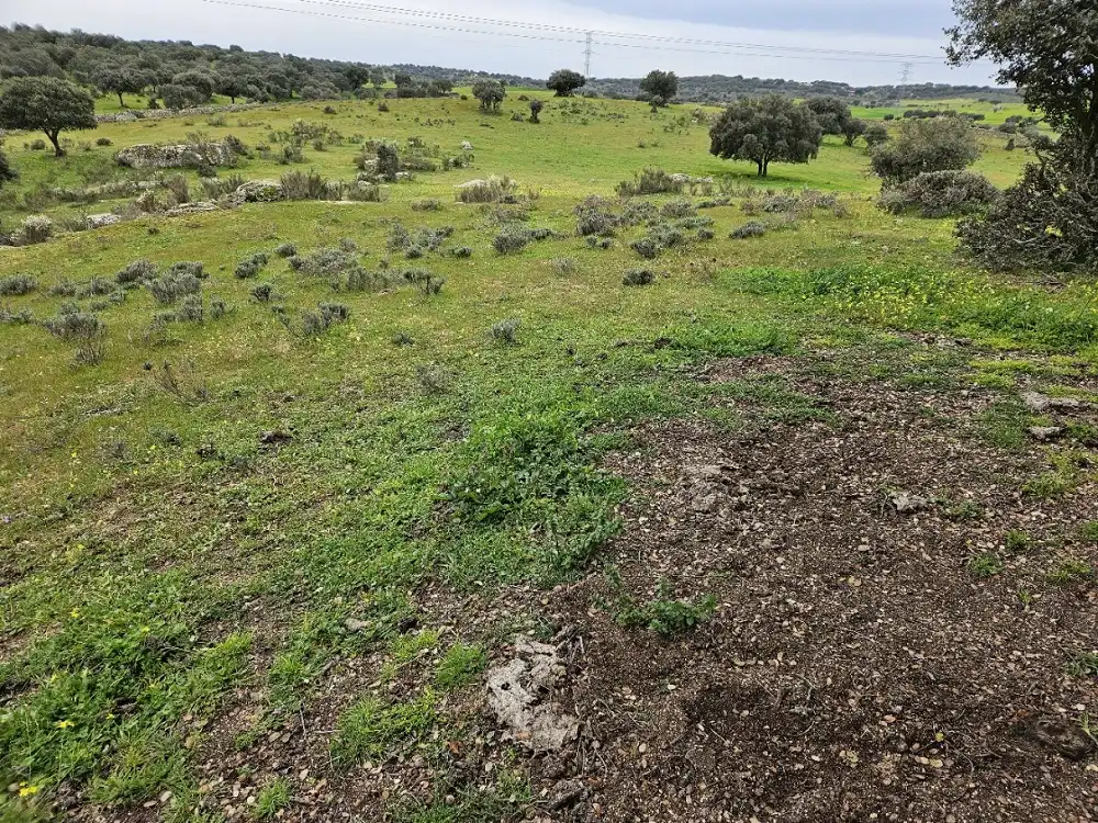 Terreni e lotti in vendita a Navas del Madroño, imagen 4