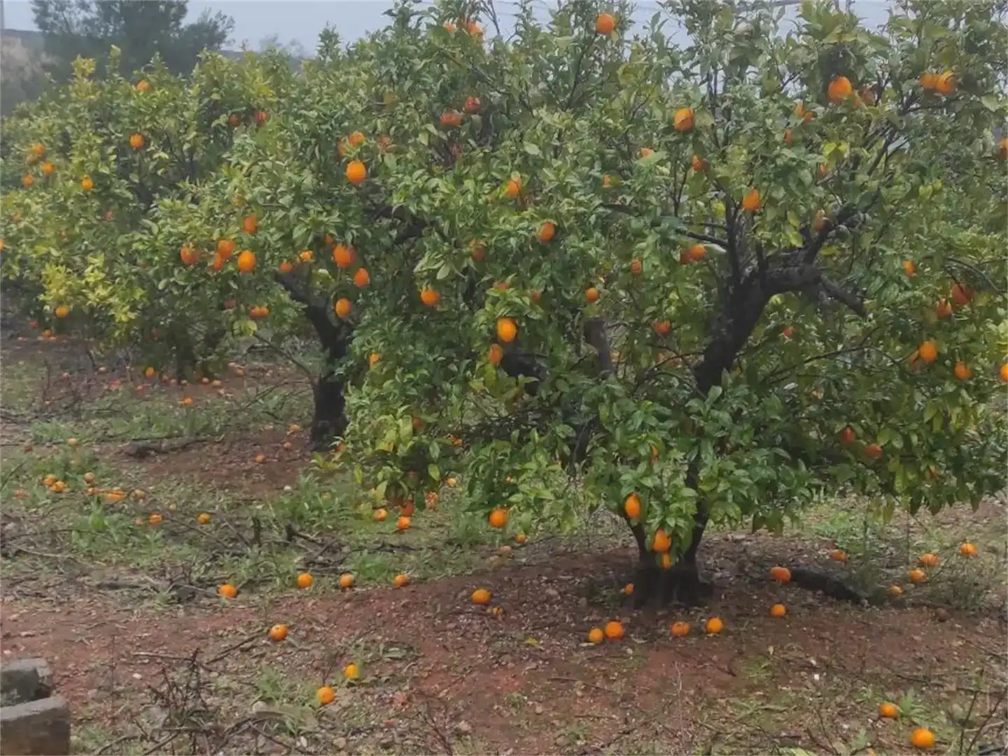 Jardí de Pis en venda en Vallada amb Jardí privat, Piscina i Moblat