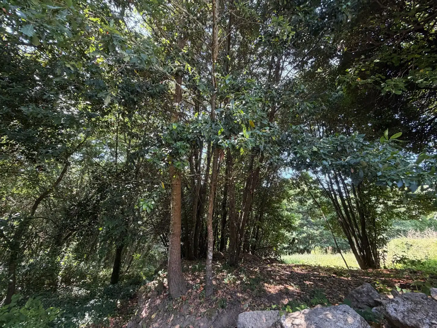 Finca rústica en venda en Gomesende amb Jardí privat, Terrassa i Traster