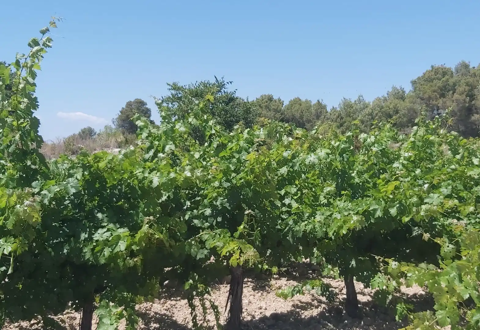 Casa o xalet en venda en Avinyonet del Penedès amb Jardí privat, Terrassa i Traster