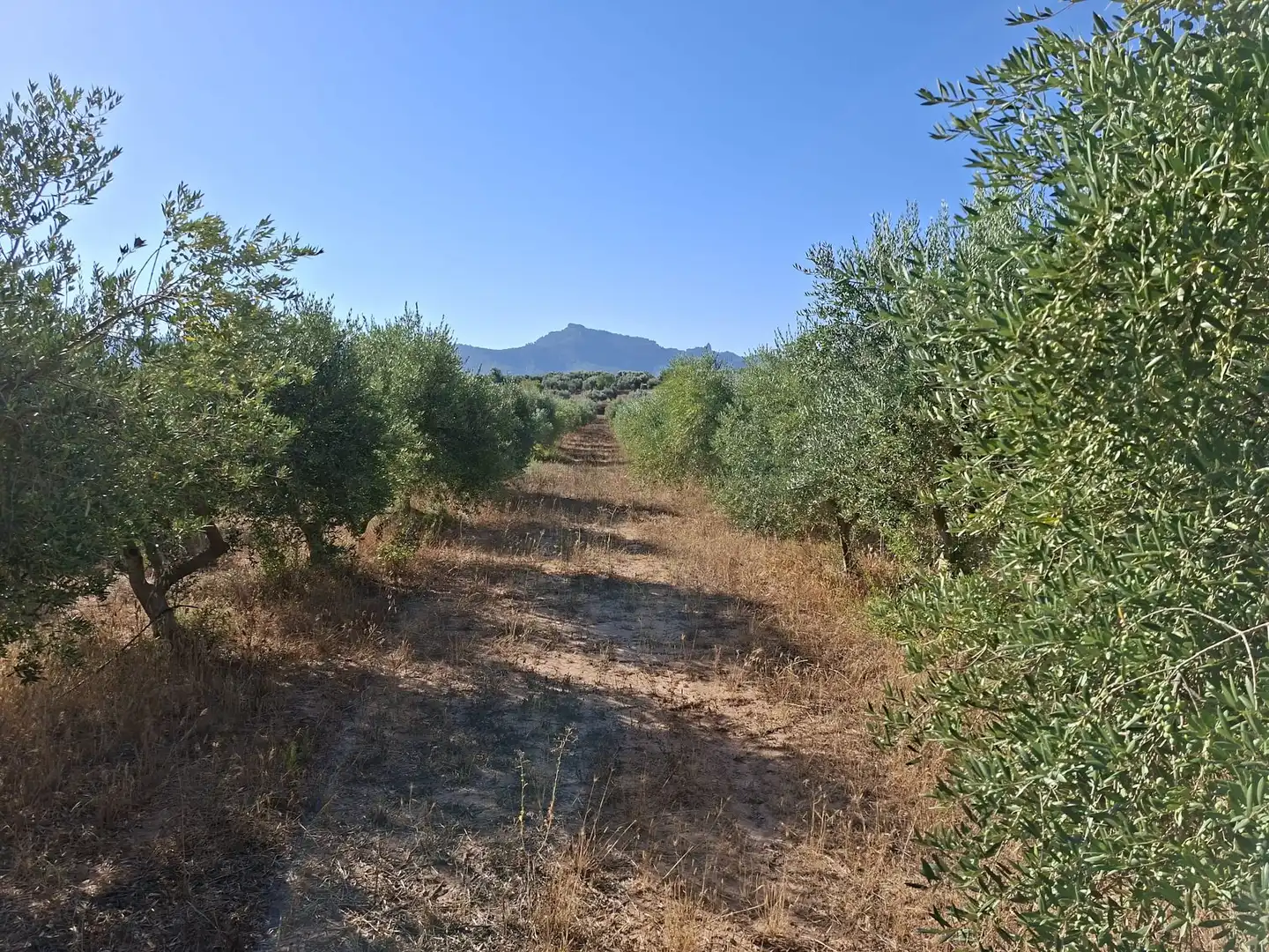 Terreno rustico in vendita a Diseminado Diseminats 6