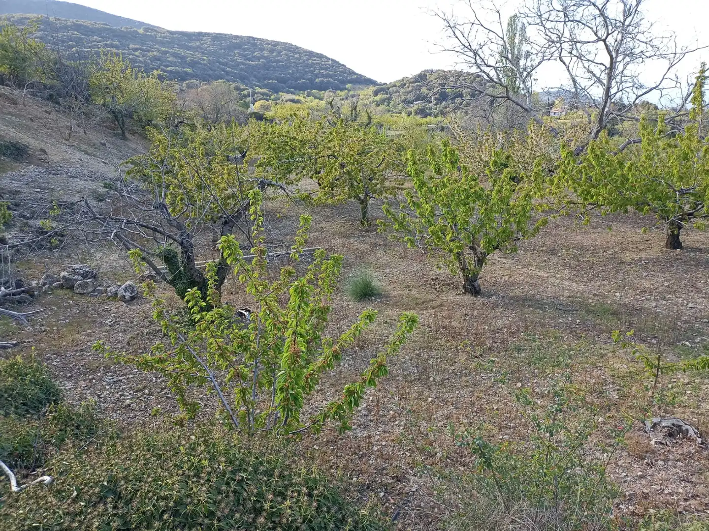 Land for sale in Torres