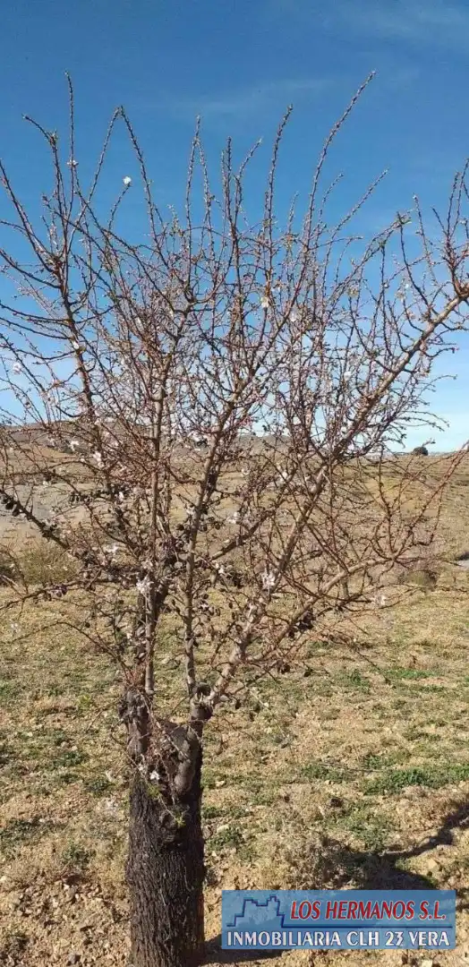 Finca rústica en venta en Vélez-Rubio