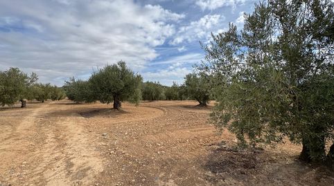 EXCELENTE PARCELA DE OLIVOS CON ALGO DE AGUA EN SANTA CASILDA, immagine 3